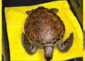 Tortuga verde es rescatada en Veracruz tras derrame de hidrocarburos