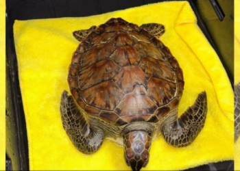 Tortuga verde es rescatada en Veracruz tras derrame de hidrocarburos
