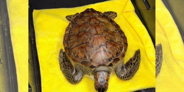 Tortuga verde es rescatada en Veracruz tras derrame de hidrocarburos