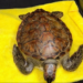 Tortuga verde es rescatada en Veracruz tras derrame de hidrocarburos