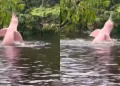 Captan impresionante delfín rosado en el Amazonas
