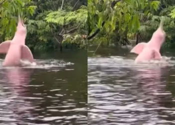 Captan impresionante delfín rosado en el Amazonas