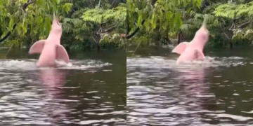 Captan impresionante delfín rosado en el Amazonas