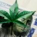 EE.UU. reclasifica la marihuana medicinal como una droga de menor riesgo