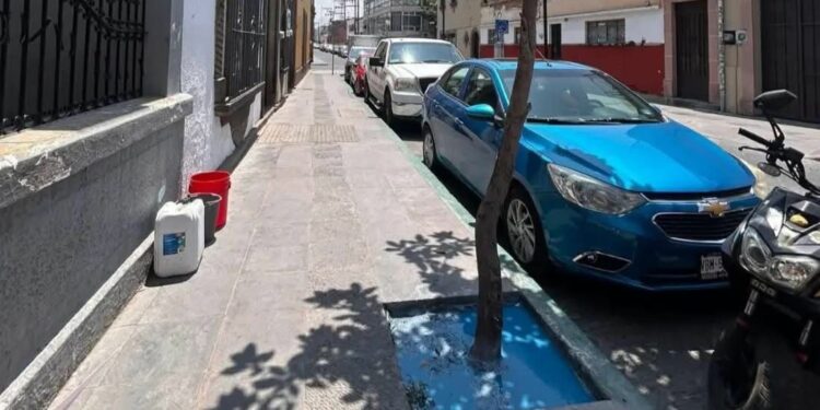 Aplican multa por daño a árbol en Centro Histórico de SLP