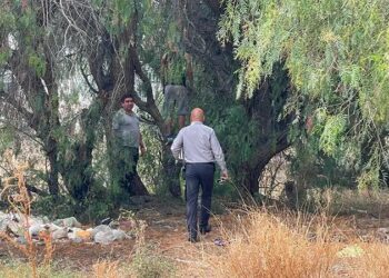 Encuentran a joven sin vida suspendido de un árbol en SLP