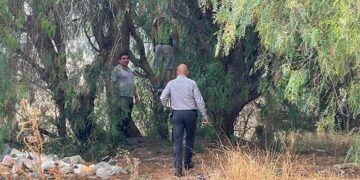 Encuentran a joven sin vida suspendido de un árbol en SLP