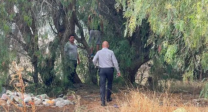 Encuentran a joven sin vida suspendido de un árbol en SLP