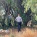 Encuentran a joven sin vida suspendido de un árbol en SLP