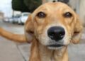 Perrito “Caramelo” es reconocido como raza mexicana por autoridades ambientales