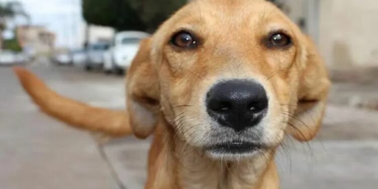 Perrito “Caramelo” es reconocido como raza mexicana por autoridades ambientales