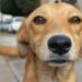 Perrito “Caramelo” es reconocido como raza mexicana por autoridades ambientales