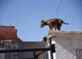  Llaman a proteger a mascotas ante olas de calor en la capital
