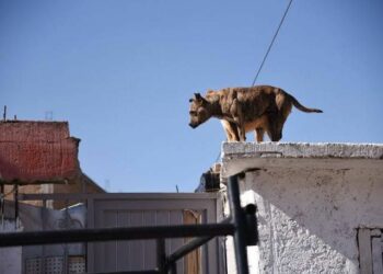  Llaman a proteger a mascotas ante olas de calor en la capital