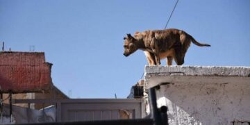  Llaman a proteger a mascotas ante olas de calor en la capital