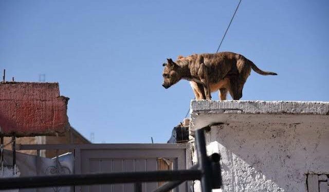  Llaman a proteger a mascotas ante olas de calor en la capital