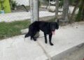 Perro que atacó a dos menores es sometido por autoridades en Ciudad Valles