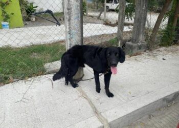 Perro que atacó a dos menores es sometido por autoridades en Ciudad Valles