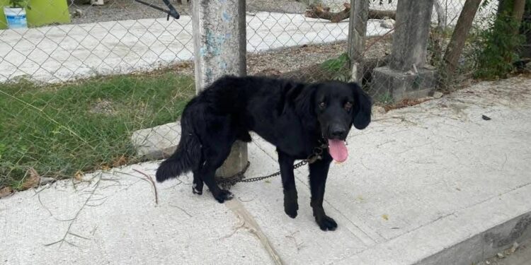 Perro que atacó a dos menores es sometido por autoridades en Ciudad Valles