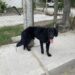 Perro que atacó a dos menores es sometido por autoridades en Ciudad Valles
