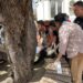 Turquía registra segundo tiroteo escolar en dos días; al menos 4 muertos y 20 heridos