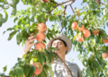Agricultores de California destruirán 420.000 durazneros