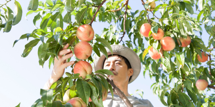 Agricultores de California destruirán 420.000 durazneros