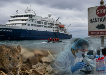 Hantavirus: estos son los países en donde se han registrado más contagios en los últimos años tras alerta por crucero