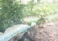 Denuncian presunta contaminación del río Gallinas en Tamasopo