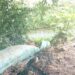 Denuncian presunta contaminación del río Gallinas en Tamasopo