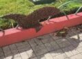 Suman dos ataques de abejas en Ciudad Valles
