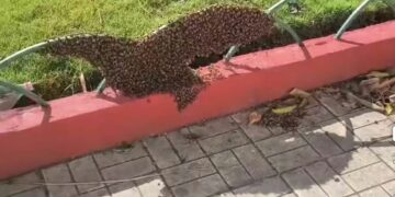 Suman dos ataques de abejas en Ciudad Valles