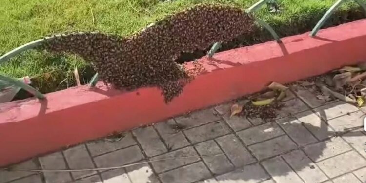 Suman dos ataques de abejas en Ciudad Valles