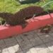Suman dos ataques de abejas en Ciudad Valles