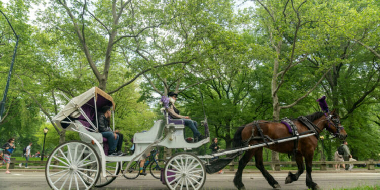 VIDEO | Joven muere en Central Park tras accidente con carruaje; intentó salvar a su madre
