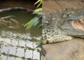 Arrestan a un hombre por arrojar a un niño de 3 años a la jaula de cocodrilos en un zoológico