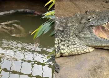 Arrestan a un hombre por arrojar a un niño de 3 años a la jaula de cocodrilos en un zoológico