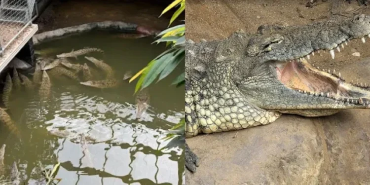 Arrestan a un hombre por arrojar a un niño de 3 años a la jaula de cocodrilos en un zoológico