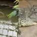 Arrestan a un hombre por arrojar a un niño de 3 años a la jaula de cocodrilos en un zoológico