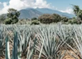 Jalisco es México: la campaña que busca mostrar al mundo la esencia del país