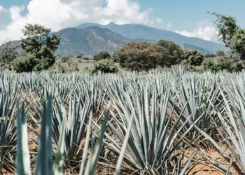 Jalisco es México: la campaña que busca mostrar al mundo la esencia del país