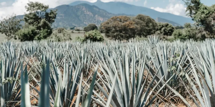 Jalisco es México: la campaña que busca mostrar al mundo la esencia del país