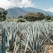 Jalisco es México: la campaña que busca mostrar al mundo la esencia del país