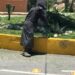 Realizan trabajos de limpieza y mantenimiento en accesos de La Pila