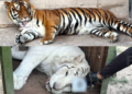 Rescata FGR tigres de bengala, un ocelote y un lince tras cateo en Durango