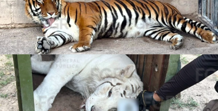 Rescata FGR tigres de bengala, un ocelote y un lince tras cateo en Durango
