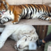 Rescata FGR tigres de bengala, un ocelote y un lince tras cateo en Durango