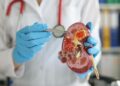 Día Mundial del Cáncer de Riñón: la importancia de cuidar un órgano clave para la salud