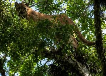 Avistamiento de puma en Xilitla reaviva llamado a proteger la fauna silvestre