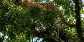 Avistamiento de puma en Xilitla reaviva llamado a proteger la fauna silvestre